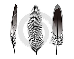 Black and white silhouette collection set vector illustration of bird feathers